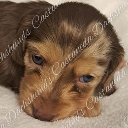 Girl 1 - Dachshund puppy from Castaneda Dachshunds