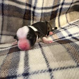 Bandit - Black tri-color male Australian Shepherd puppy in Monroe, North Carolina from Meekey Family Aussies