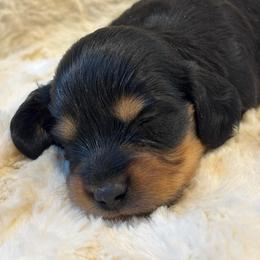 BT Boy One - Black and tan male Dachshund puppy in Rutherfordton, North Carolina from Mountain Farm Dachshunds