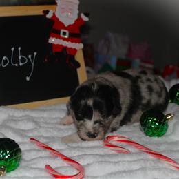Colby - Blue merle male Australian Shepherd puppy in Mocksville, North Carolina from Trailblazing Aussies