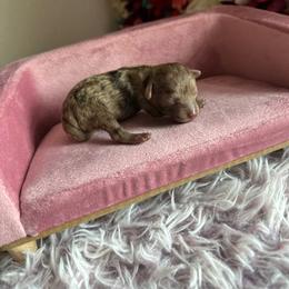 Girl 2 - Merle female Cavapoo puppy in Thorndale, Texas from Hattie’s Texas Cavapoos