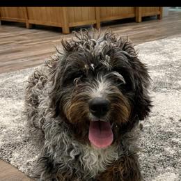 Australian Mountain Doodle, Bernedoodle, and Cavapoo Puppies from Cedar Wood Farms