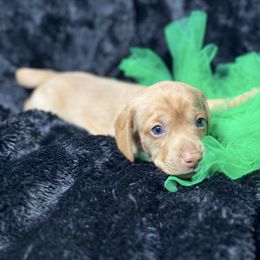 Boy 1 - Red Dachshund puppy in California from JnA Dachshunds