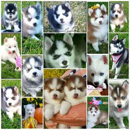 Pomsky Puppies from Indiana Pomsky