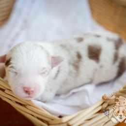 Cider - Red merle male Miniature Australian Shepherd puppy in Hearne, Texas from Wigglebutts Unlimited