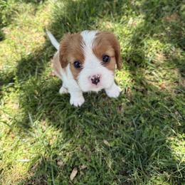 Cavalier King Charles Spaniel Puppies from Campbell’s Cavaliers