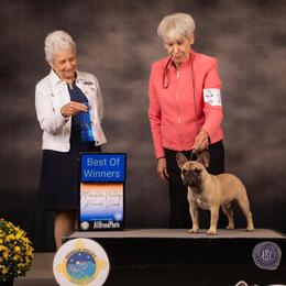 Titan - French Bulldog
