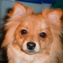 Cavalier King Charles Spaniels, Cavapoos, and Pomeranians from Walnut Grove Cavaliers