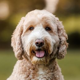 Rori - Australian Labradoodle