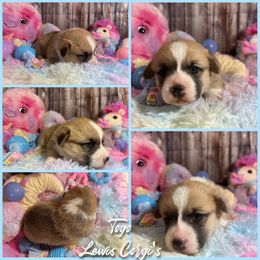 Australian Shepherd and Pembroke Welsh Corgi Puppies from Lewis Aussie’s & Corgi’s