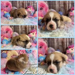 Australian Shepherd and Pembroke Welsh Corgi Puppies from Lewis Aussie’s & Corgi’s
