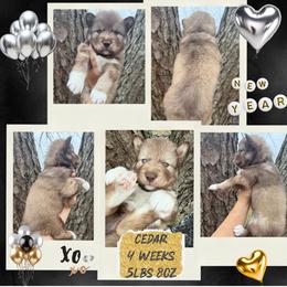 Cedar - Red and white male Siberian Husky puppy in Florence, Kentucky from Moonlight Howl Huskies