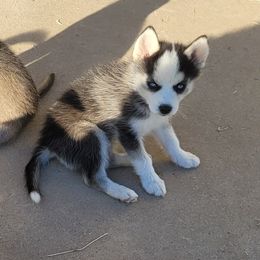Buzz - Black and white male Pomsky puppy in Waddell, Arizona from Winsome Pomskies