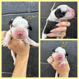 Yellow - Mahogany and white female Saint Bernard puppy in Ladysmith, Wisconsin from Northwoods Saint Bernards