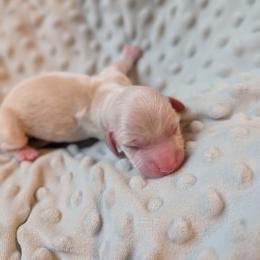 Poe - Cream male Dachshund puppy in Huachuca City, Arizona from Az's B&B Doxies