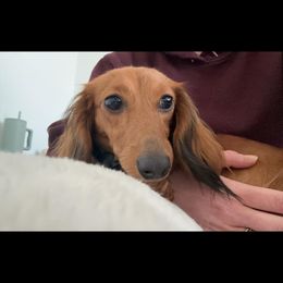 Shylah - Dachshund