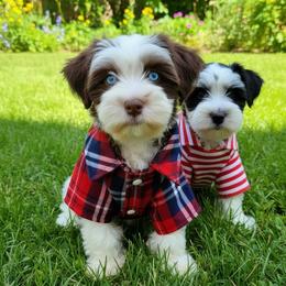 Miniature Schnauzer Puppies from LIZ FANCY SCHNAUZERS