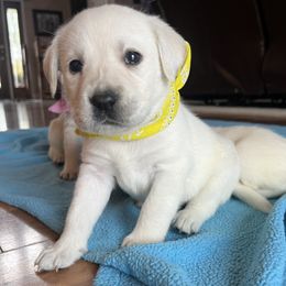 Sunny(yellow collar) - Yellow female Labrador Retriever puppy in Mansfield, Missouri from Leadhill Labs