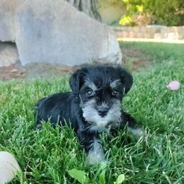 Green Collar- Toad - Black and silver male Miniature Schnauzer puppy in Templeton, California from Zion Miniature Schnauzers