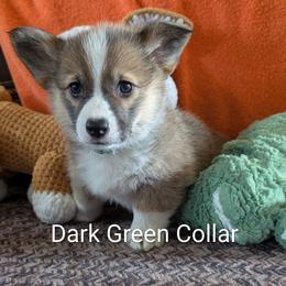 Girl 3 - Green Collar - Sable female Pembroke Welsh Corgi puppy in Alexandria, Minnesota from Tammy Gorham Corgis