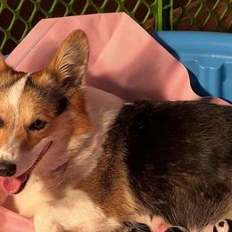 Jellybean - Pembroke Welsh Corgi