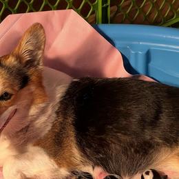 Jellybean - Pembroke Welsh Corgi