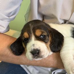 Basset Hound Puppies from Liberty Bassets