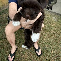 Miniature Schnauzer Puppies from Melissa Knight
