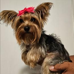 Emmy - Yorkshire Terrier