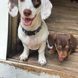 Queso - Dachshund