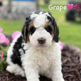 Grape - Tri-color female Bernedoodle puppy in Lancaster, Minnesota from Richardville Hunde