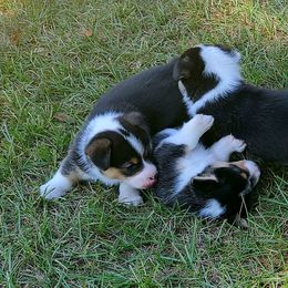 Pembroke Welsh Corgi Puppies from Becky's Pembroke Welsh Corgis