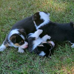 Pembroke Welsh Corgi Puppies from Becky's Pembroke Welsh Corgis