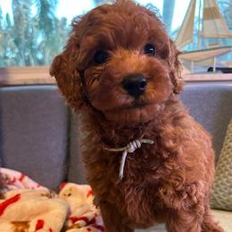 Cumin - Red  male Poodle puppy in Jensen Beach, Florida from Pineapple Poodles