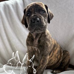 Jolene - Brindle female Great Dane puppy in Michigan from Ohana Great Danes of Michigan