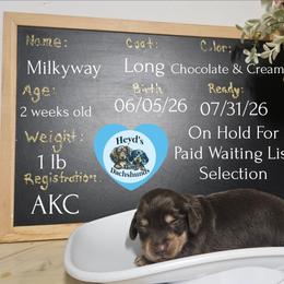 Milkyway - Chocolate and cream male Dachshund puppy in Hoquiam, Washington from Heyd's Mini Dachshunds