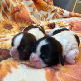 Shih Tzu Puppies from Blue Ridge Shih Tzus