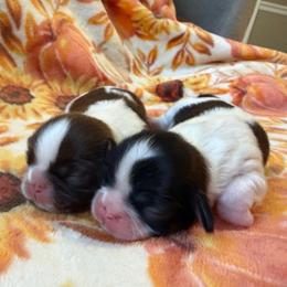 Shih Tzu Puppies from Blue Ridge Shih Tzus