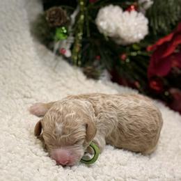 Girl 7 - female Goldendoodle puppy in New Iberia, Louisiana from Crystal's Goldendoodles