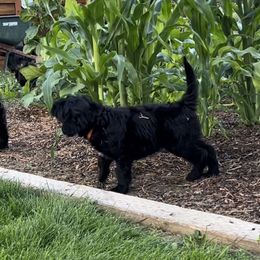 Portuguese Water Dog Puppies from Yellowstone Porties