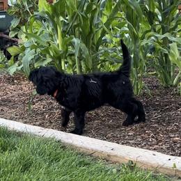 Portuguese Water Dog Puppies from Yellowstone Porties
