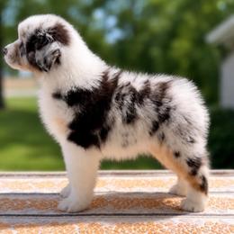 Hogan - Blue merle male Australian Shepherd puppy in Fountaintown, Indiana from Timber Run Aussies