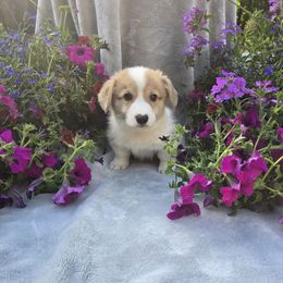 Blue Collar Male - Red male Pembroke Welsh Corgi puppy in Tenino, Washington from LoneStar Corgis NW