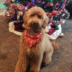 Jack - Poodle