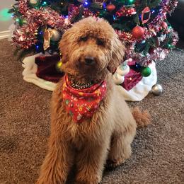 Jack - Poodle
