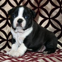 Boston Terrier Puppies from I Love Pups