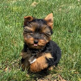 Girl 1 - Blue and gold female Yorkshire Terrier puppy in Taylorsville, North Carolina from SilverLining highlands and hounds