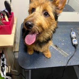 Boy 5 - Blue and tan Australian Terrier puppy in Normal, Illinois from Redwing Australian Terriers