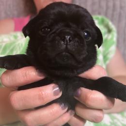Niles - Black male Pug puppy in Morgantown, West Virginia from Groovy Pugs