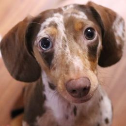 Misha - Dachshund